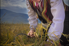 Zaklina-Stefanovska-The-reaper-and-the-rice