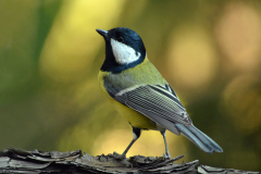 05.-Great-tit-17