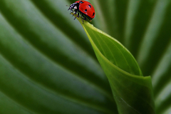 09.-Ladybug-2
