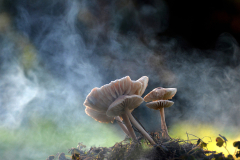 10.-Mushrooms-in-the-fog